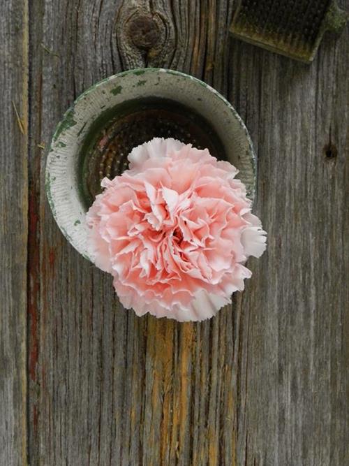 LIGHT PINK CARNATION